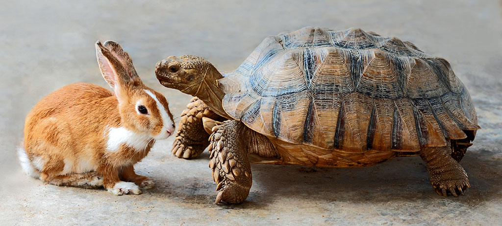 marketing automation process for your customers [image of hare and tortoise]